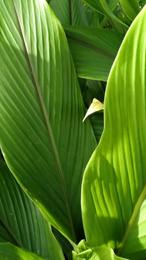 a close up of a plant with green leaves, large cornicione, a pair of ribbed, contrast side light, mystical kew gardens