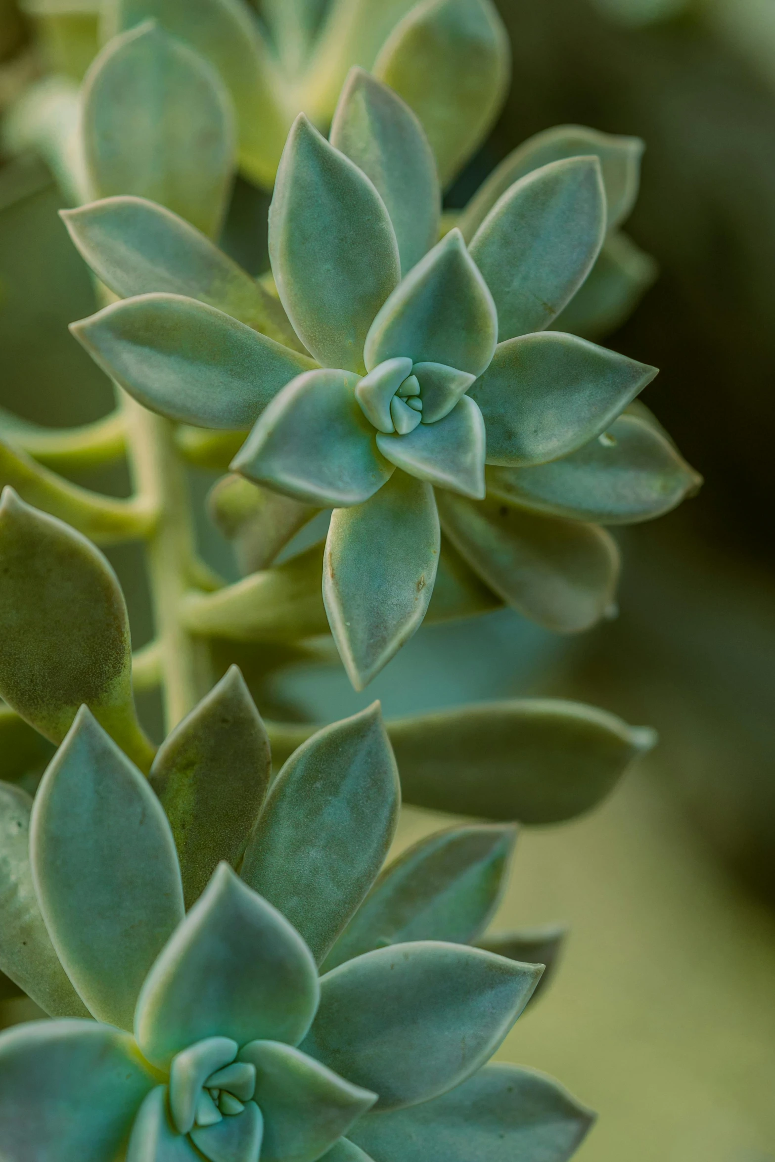 a close up of a plant with green leaves, award - winning crisp details ”, seafoam green, grayish, cacti