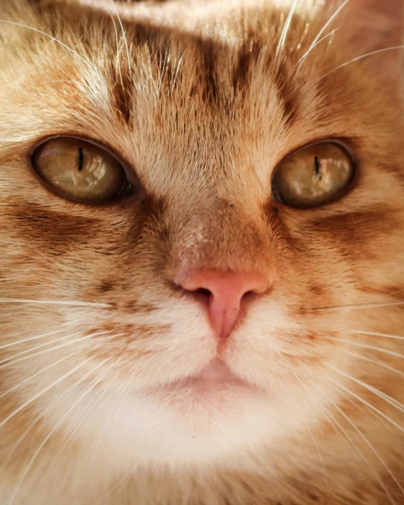 a close up of a cat looking at the camera, square nose, an orange cat, trending photo