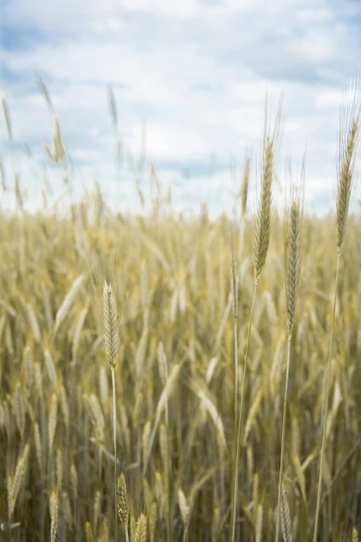 a field of wheat with a blue sky in the background, a portrait, by David Simpson, unsplash, grain kodak, nordic, savory, loosely cropped