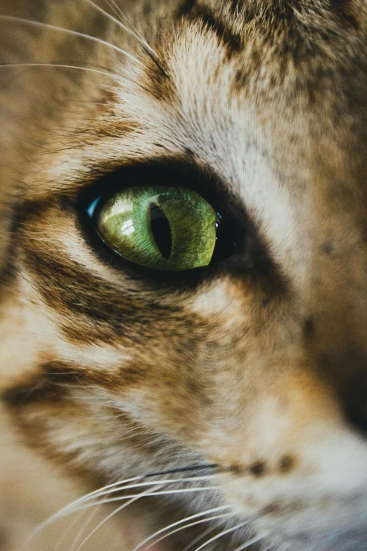a close up of a cat with green eyes, by Jan Tengnagel, trending on unsplash, domestic caracal, microscopic cat, a tiger, bird's eye view