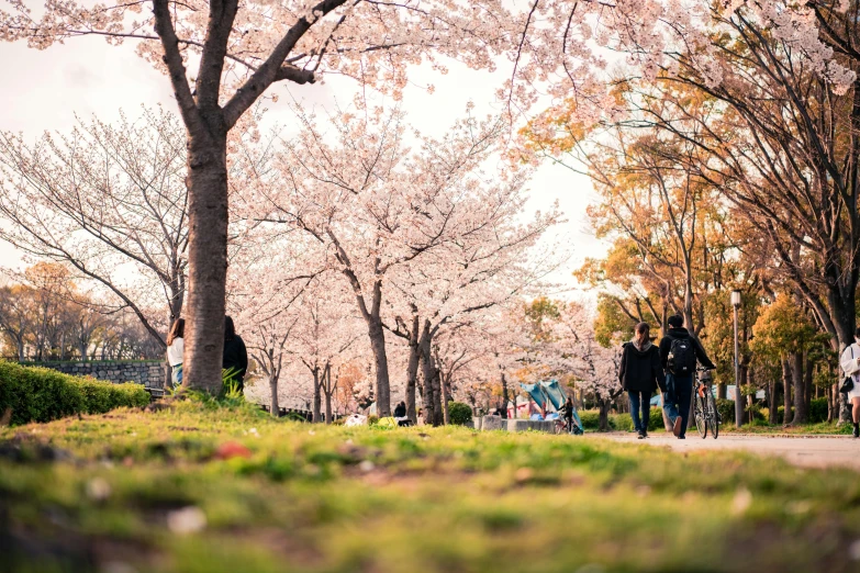 a group of people walking through a park, by Niko Henrichon, pexels contest winner, happening, sakura tree in background, 🚿🗝📝