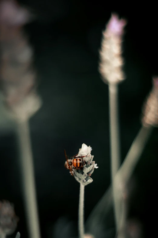 a bee sitting on top of a purple flower, a macro photograph, unsplash, art photography, dried flowers, at nighttime, stacked image, silver insect legs
