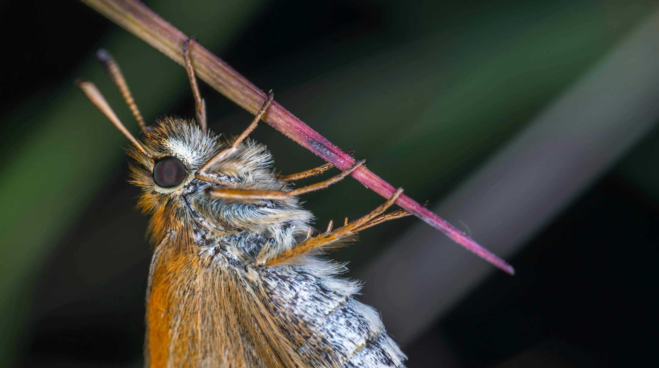 a close up of a moth on a plant, a macro photograph, by Robert Brackman, unsplash, hurufiyya, sitting on a curly branch, high quality photo, close up shot a rugged, gatekeeper