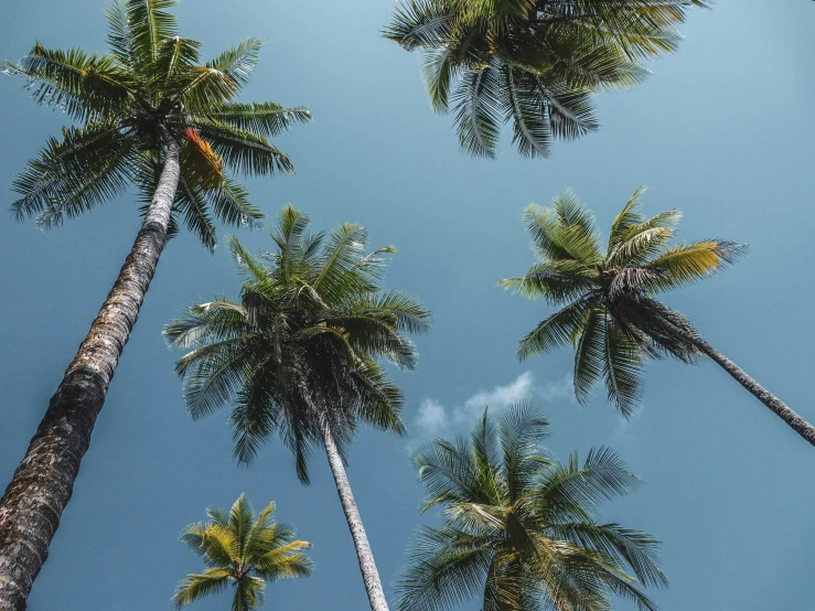 a group of palm trees against a blue sky, pexels contest winner, sumatraism, wide overhead shot, al fresco, tans, looking upwards