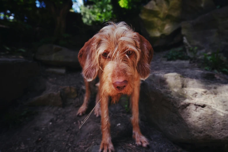 a brown dog standing on top of a dirt field, a portrait, unsplash, medium format, hairy, disheveled, wet face