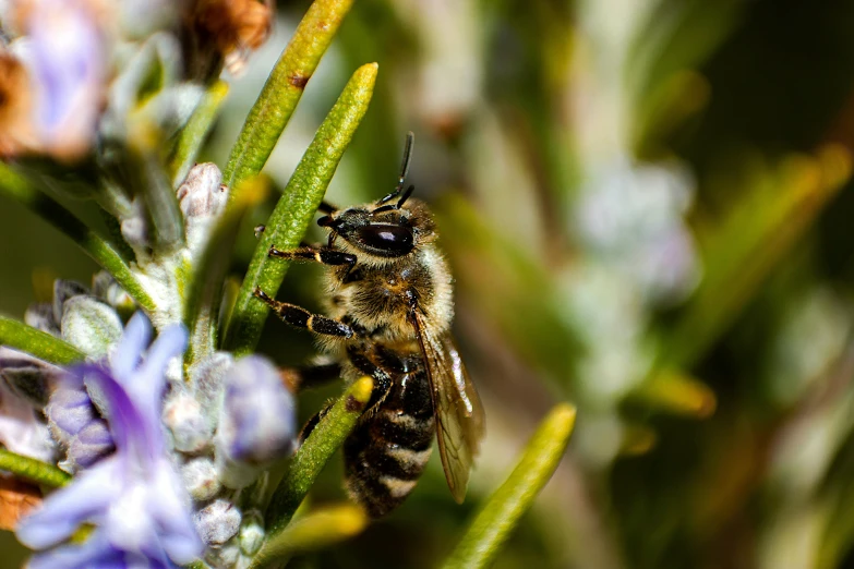 a bee sitting on top of a purple flower, by Tom Wänerstrand, pexels, fan favorite, manuka, avatar image