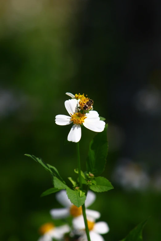 a bee sitting on top of a white flower, by Samuel Washington Weis, slide show, small
