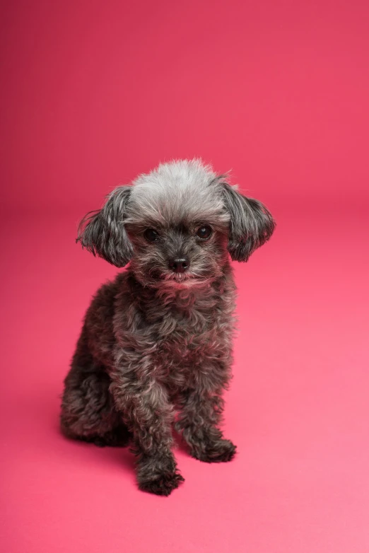 a small gray dog sitting on a pink background, by Winona Nelson, shutterstock contest winner, square, shot in the photo studio, kailee mandel, ‘luca’
