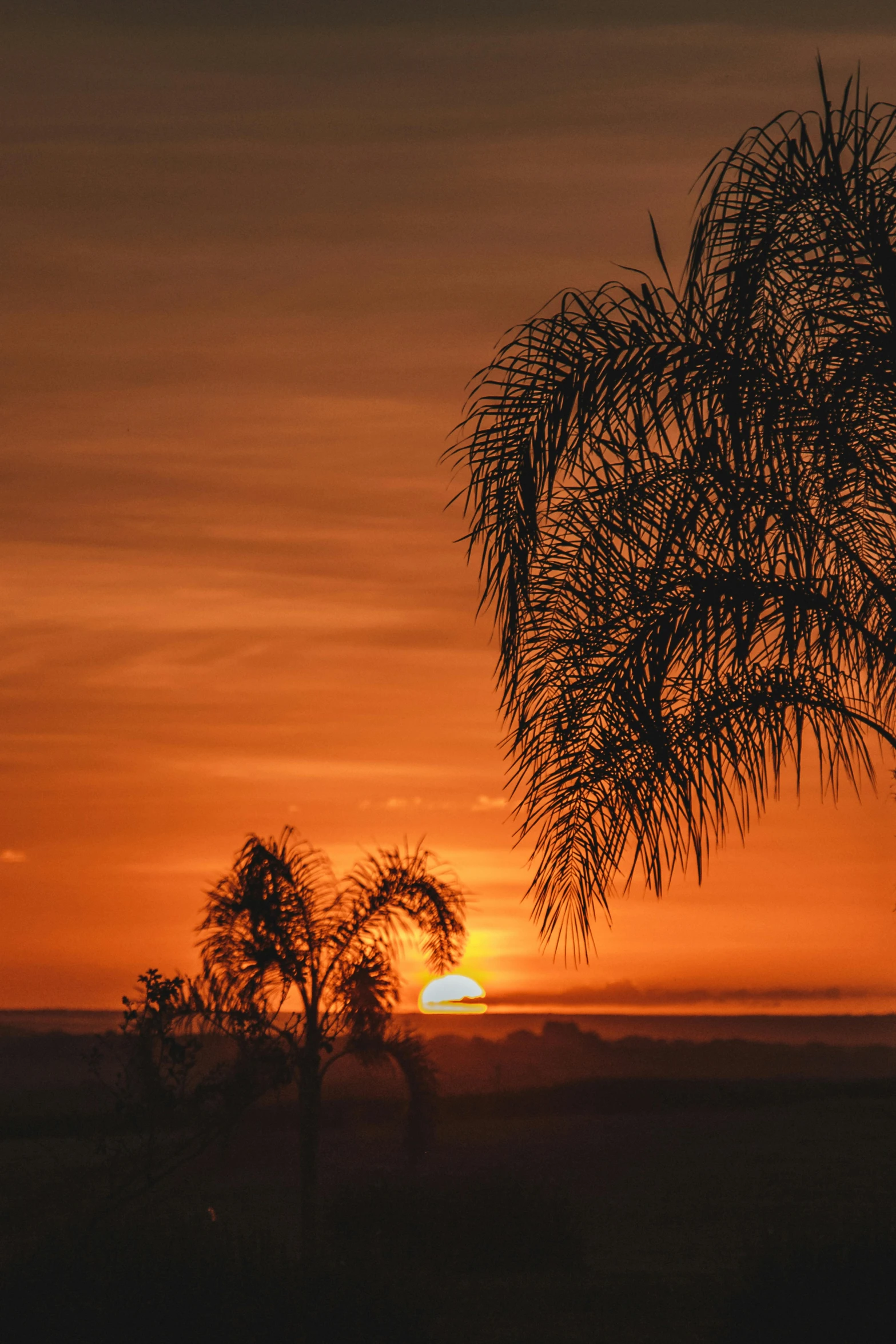 a sunset with palm trees in the foreground, pexels contest winner, romanticism, an australian summer landscape, morning haze, today\'s featured photograph 4k, farming