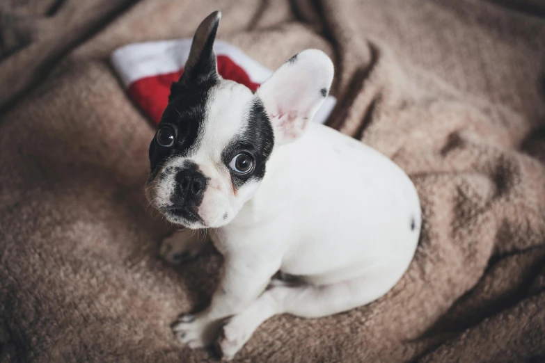 a small black and white dog sitting on a bed, by Emma Andijewska, pexels contest winner, wearing a santa hat, french bulldog, gif, hatched pointed ears