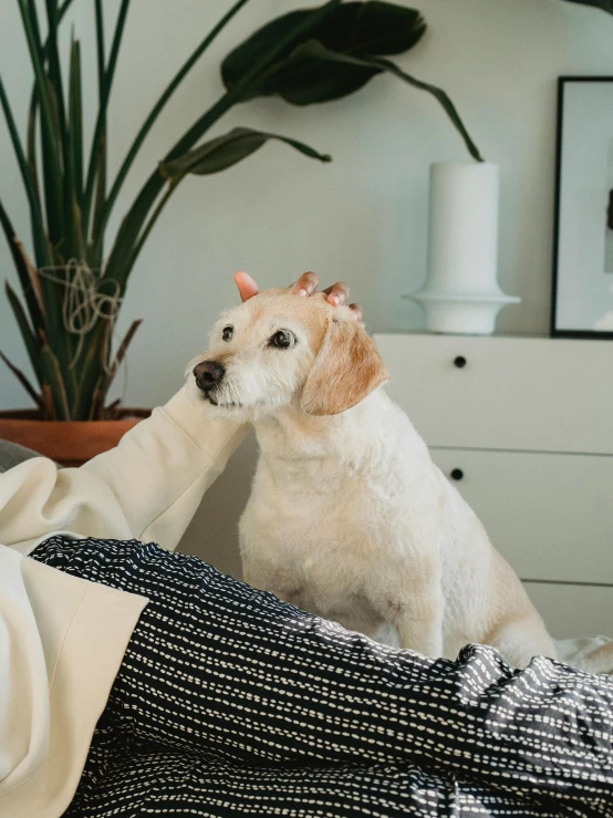 a white dog sitting on top of a bed next to a person, trending on pexels, visual art, rectangle, at home, throbbing, animation