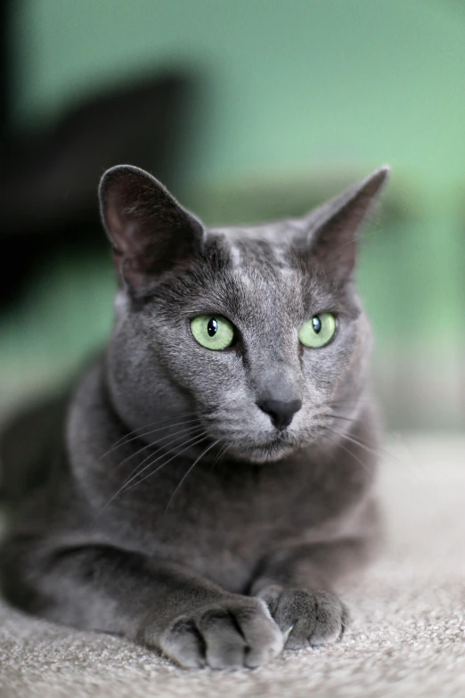 a close up of a cat laying on a carpet, muted green, grey ears, bali, ridiculously handsome