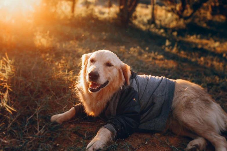 a dog that is laying down in the grass, pexels contest winner, radiating golden light, wearing farm clothes, manuka, in a hoodie