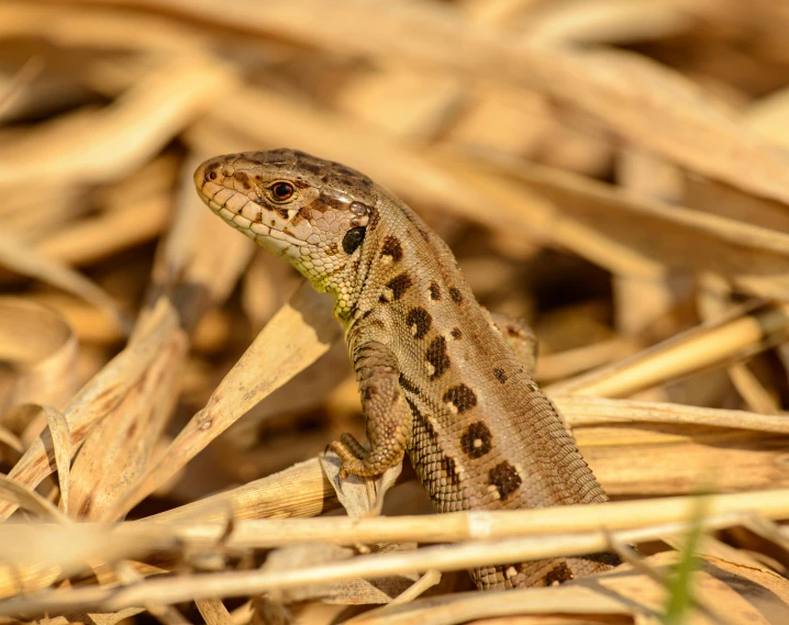 a lizard sitting on top of dry grass, by Gwen Barnard, pexels contest winner, grey-eyed, mid 2 0's female, brown stubble, mixed animal