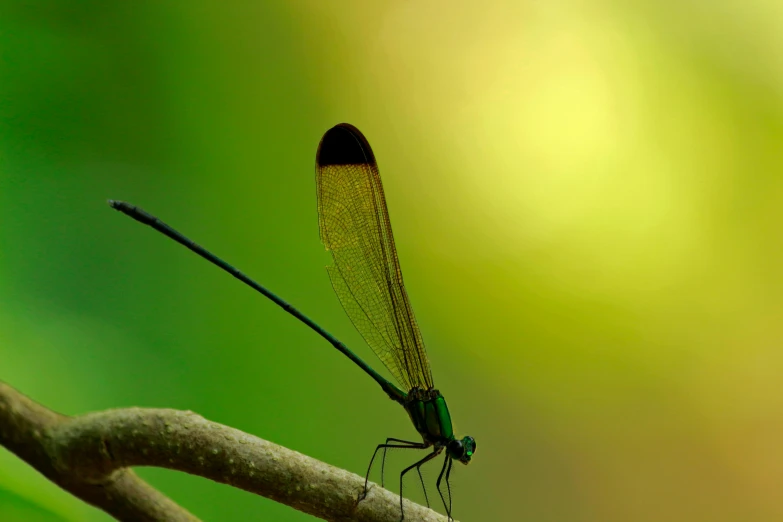 a dragonfly sitting on top of a tree branch, pexels contest winner, green and black, avatar image, instrument, brazilian