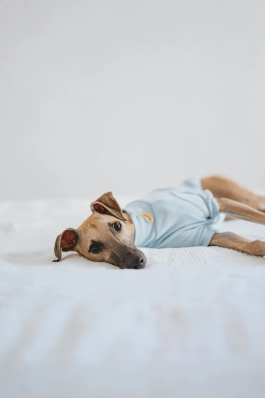 a brown dog laying on top of a bed, inspired by Elke Vogelsang, unsplash, wearing a light blue shirt, sleepwear, sleek, light grey blue and golden