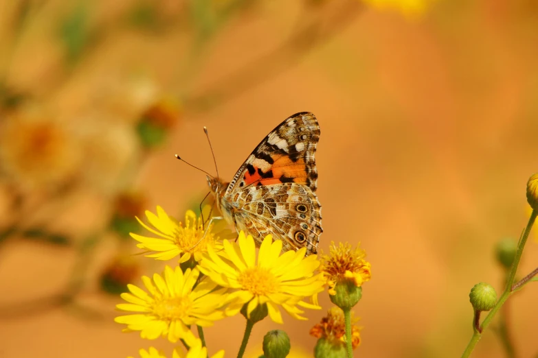 a butterfly sitting on top of a yellow flower, pexels contest winner, renaissance, in front of an orange background, surface hives, 15081959 21121991 01012000 4k, david hardy