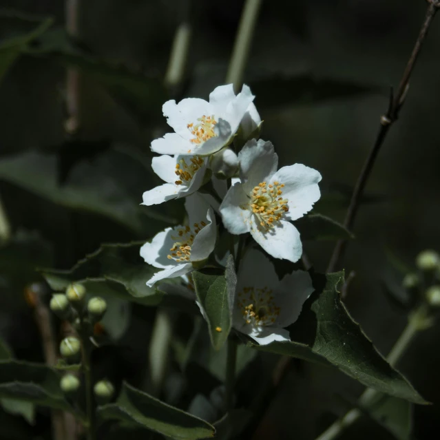 a close up of a flower on a plant, an album cover, inspired by Frederick Goodall, hurufiyya, paul barson, white flowers, branches and foliage, made of glazed