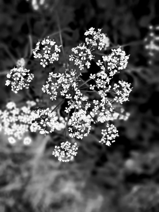 a black and white photo of a flower, by Fiona Rae, gypsophila, intricate environment - n 9, cell phone photo, by greg rutkowski
