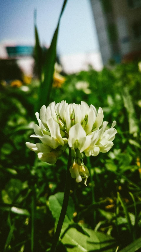 a white flower sitting on top of a lush green field, a macro photograph, unsplash, shot on expired instamatic film, clover, instagram post, high angle shot