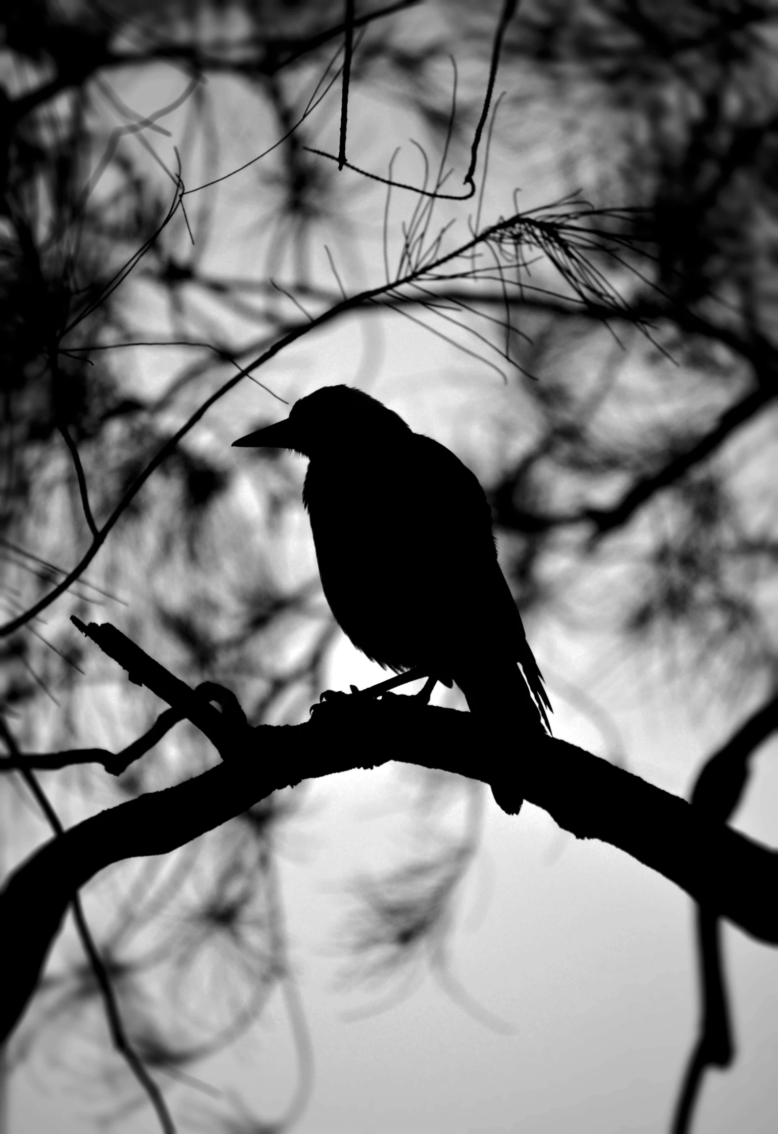 a black bird sitting on top of a tree branch, a black and white photo, flickr, eerie person silhouette, profile picture 1024px, black main color, sittin