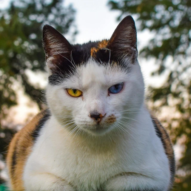 a cat sitting on top of a green table, one yellow and one blue eye, avatar image, angry looking at camera, heterochromia