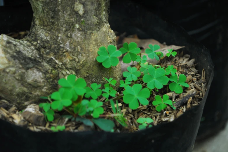 a close up of a plant in a pot, background full of lucky clovers, around tree babies running, taken in the early 2020s, dug stanat