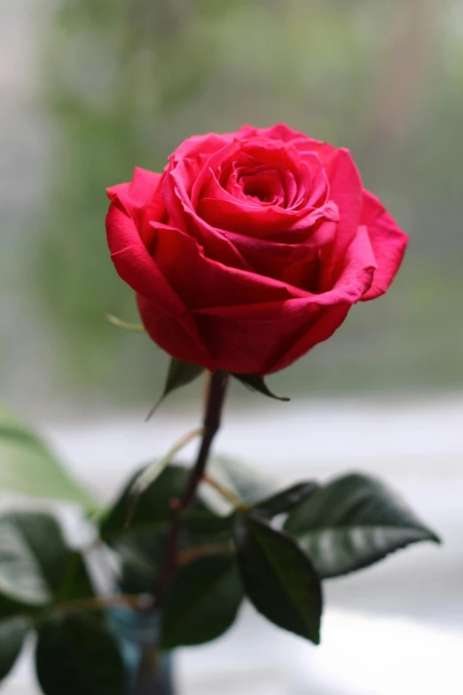 a close up of a red rose in a vase, rich deep pink, 5 feet away, most popular, mint