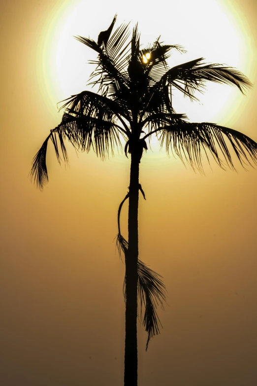 a palm tree is silhouetted against the setting sun, by Peter Churcher, soft light - n 9, stacked image