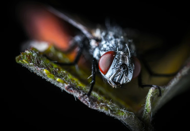 a close up of a fly on a leaf, a macro photograph, pexels contest winner, hurufiyya, in front of a black background, red - eyed, illustration »