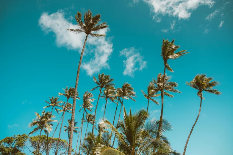 a group of palm trees sitting on top of a lush green field, by Daniel Lieske, pexels contest winner, looking up onto the sky, hawaii beach, cotton candy trees, relaxed. blue background