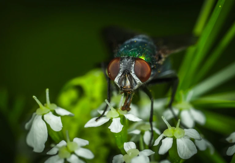 a close up of a fly on a flower, by Jan Rustem, pexels contest winner, hurufiyya, black and green, male with halo, closeup at the food, posing for camera