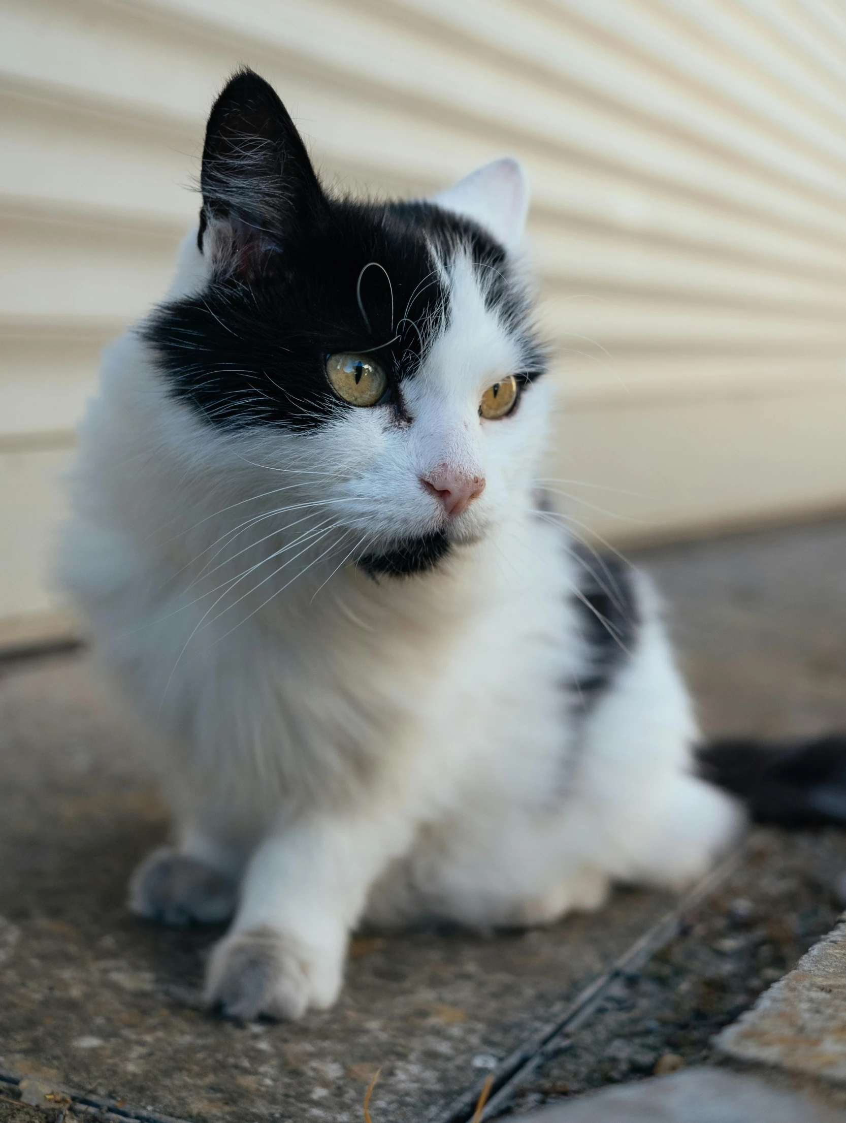 a black and white cat sitting on a sidewalk