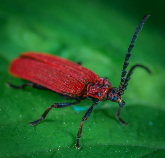 a red bug sitting on top of a green leaf, pexels contest winner, hurufiyya, full - length photo, thumbnail, bioluminiscent fireflies, maroon