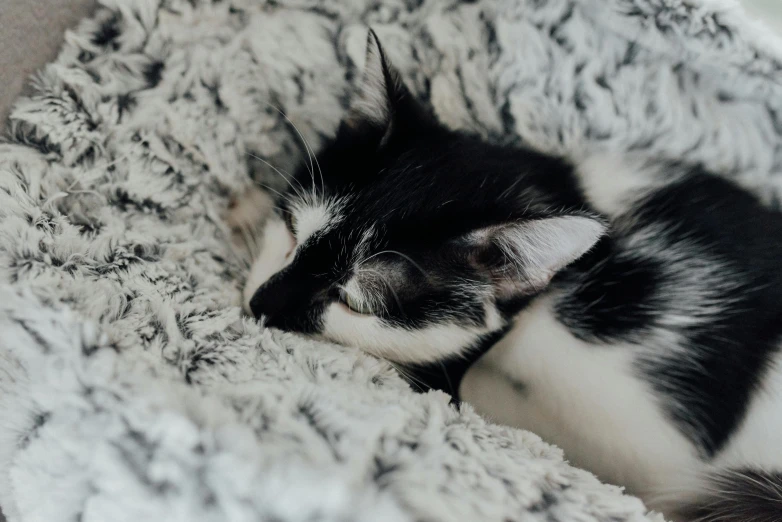 a black and white cat sleeping in a cat bed, trending on pexels, synthetic fur, black and silver, kitten puppy teddy mix, small ears