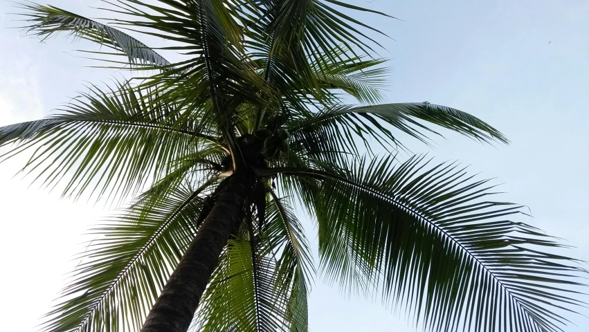 a tall palm tree with a blue sky in the background, coconuts, listing image, 5 years old, around 20 yo