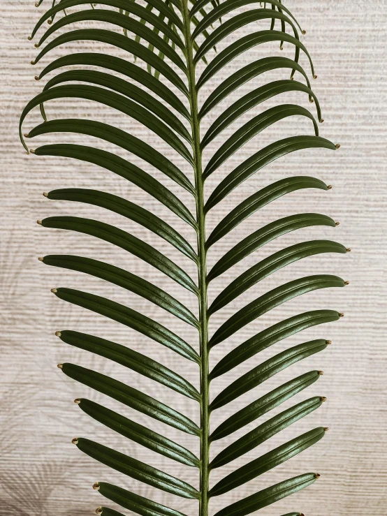 a close up of a plant on a table, palm skin, detailed product image, large tall, livia prima