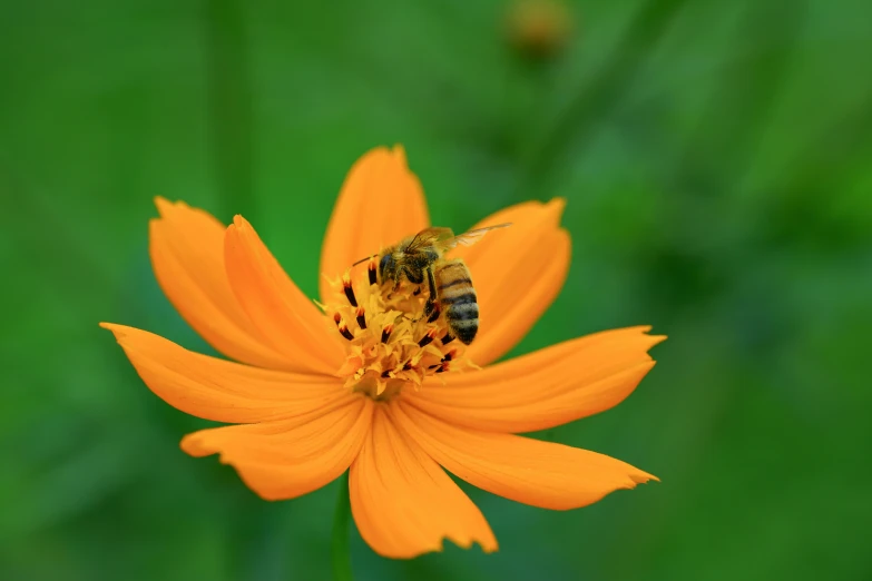 a bee sitting on top of a yellow flower, vibrant orange, thumbnail, emerald, cosmos