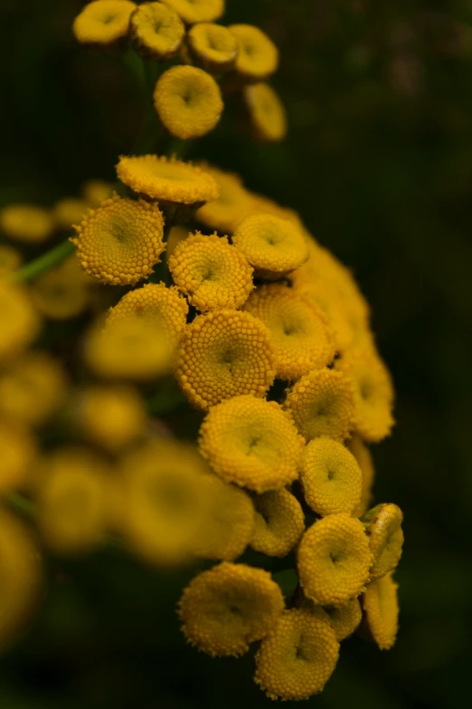 a close up of a bunch of yellow flowers, by Linda Sutton, spores, paul barson, vegetation and flowers, travel