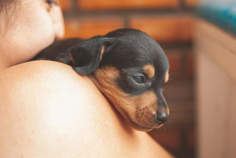 a close up of a person holding a small dog, trending on pexels, renaissance, resting on chest, thumbnail, puppies, australian