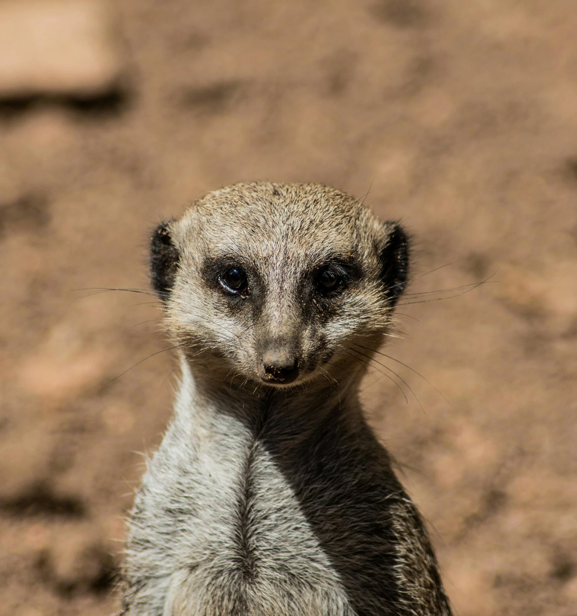 a close up of a small animal on a dirt ground, a portrait, pexels contest winner, hurufiyya, symmetrical long head, soft chin, australian, short light grey whiskers