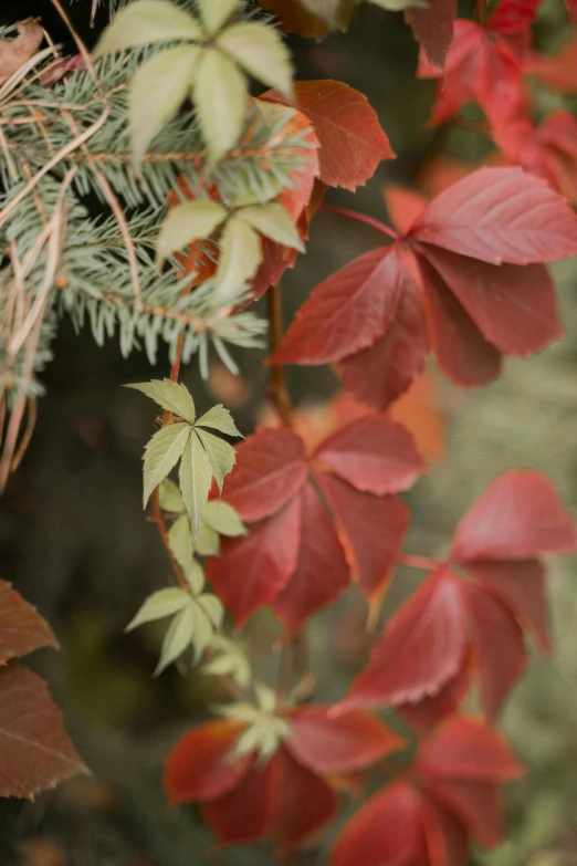 a close up of a bunch of leaves on a tree, a picture, inspired by Elsa Bleda, trending on unsplash, payne's grey and venetian red, with ivy, reds), pastel'