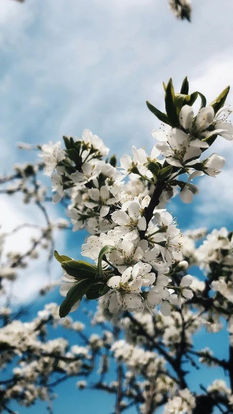 a tree with white flowers against a blue sky, an album cover, by Niko Henrichon, trending on unsplash, fruit, high quality photo, taken on iphone 14 pro, thumbnail