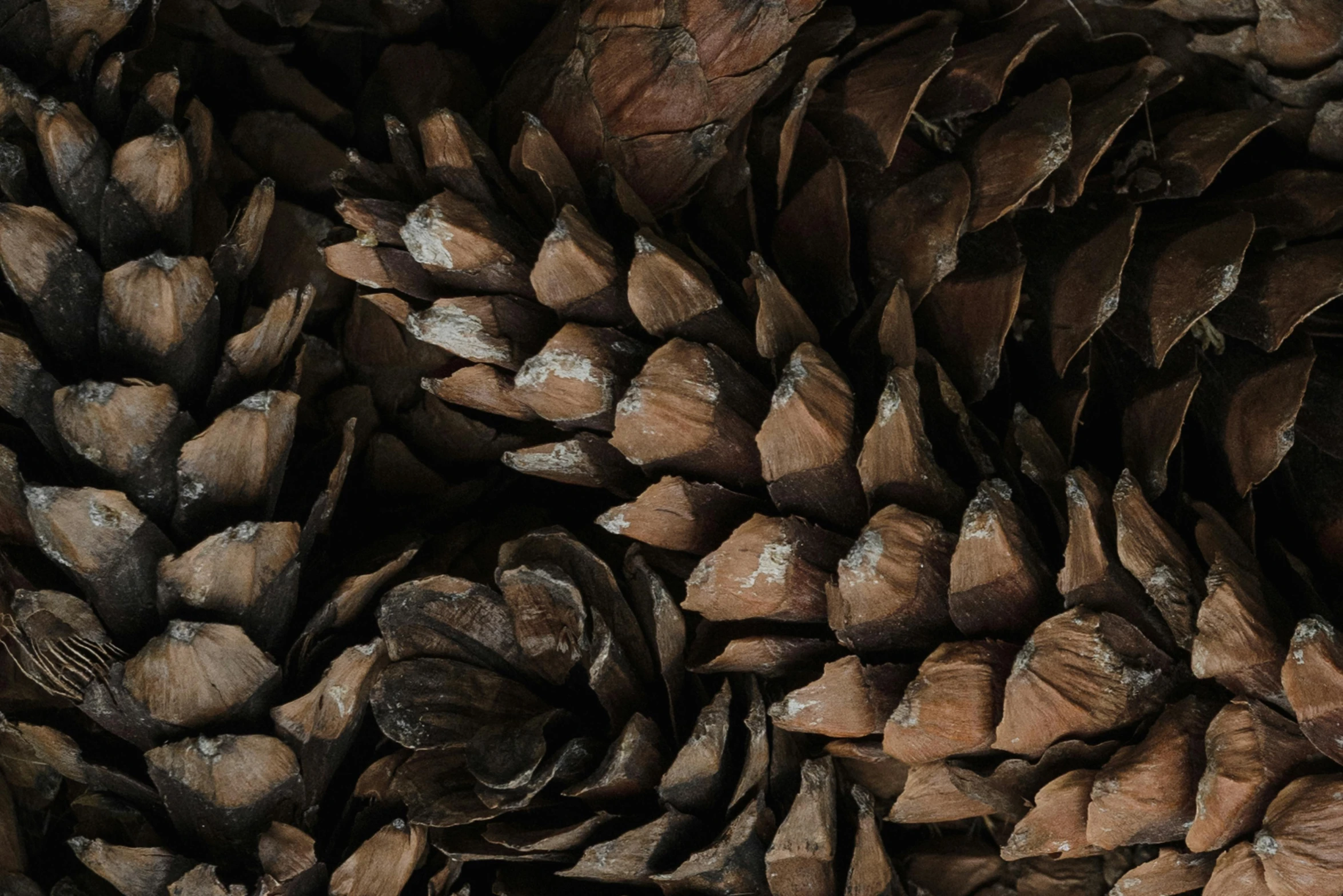 a close up of a bunch of pine cones, an album cover, by Carey Morris, alessio albi, thumbnail, wooden bark armor, brown