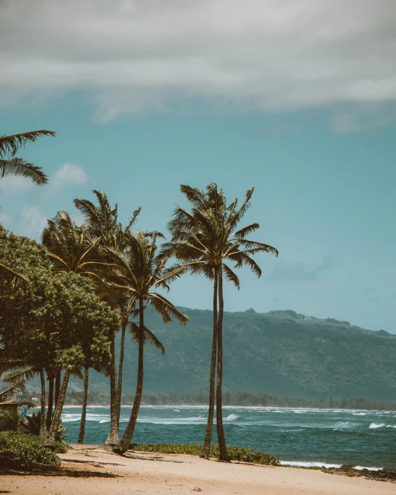 a group of palm trees sitting on top of a sandy beach, posing