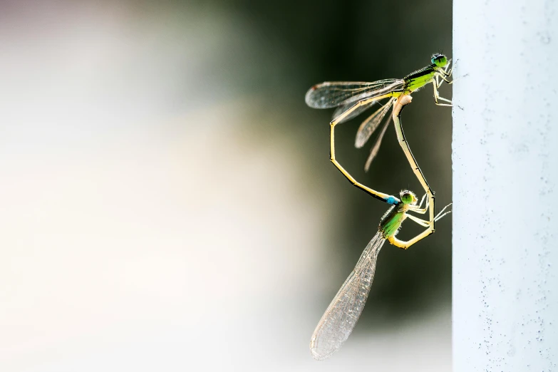 a couple of dragonflies sitting on top of a white pole, a macro photograph, by Jan Rustem, pexels contest winner, hurufiyya, avatar image, multiple stories, side profile shot, product introduction photo