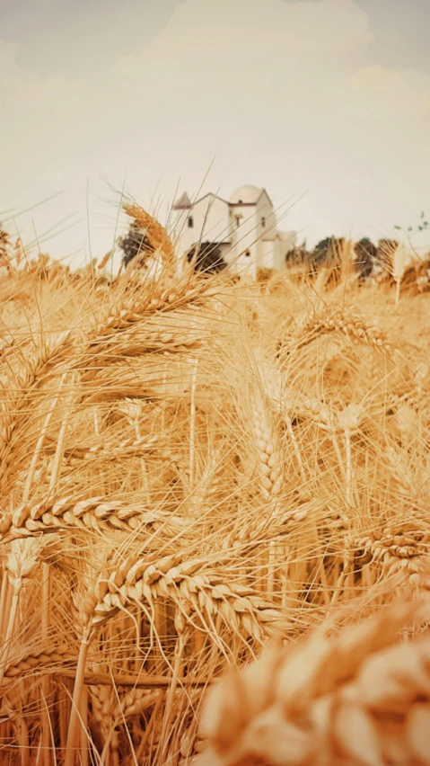 a bunch of ripe wheat in a field, an album cover, by Artur Tarnowski, pexels, 1960s color photograph, ( ( photograph ) ), 1981 photograph, medieval photograph