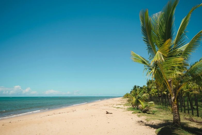 a beach with palm trees and the ocean in the background, sarenrae, clear blue skies, thumbnail, brown