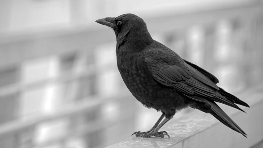 a black and white photo of a bird on a railing, by Gonzalo Endara Crow, pixabay, renaissance, dressed in black, closeup of a crow, maxim sukharev, scientific photo